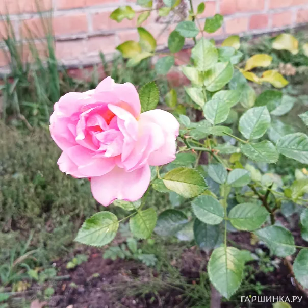 превью изображения отзыва