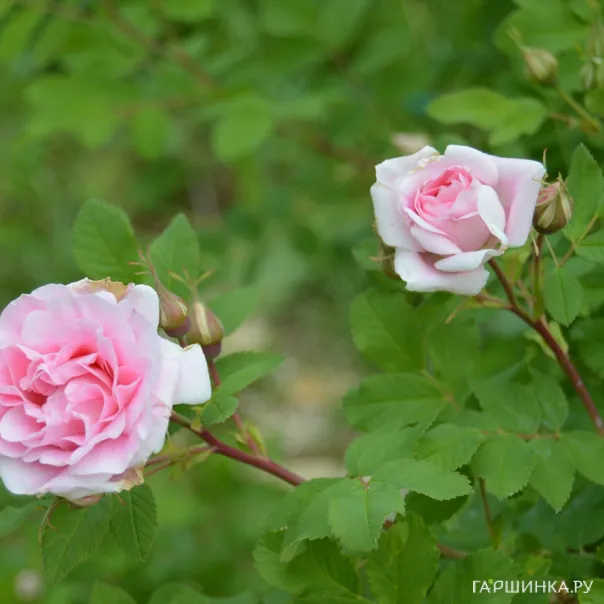 превью изображения отзыва