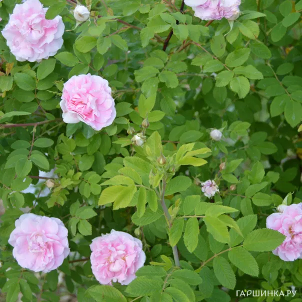 превью изображения отзыва