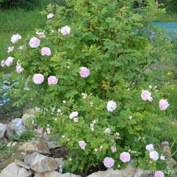 превью изображения отзыва