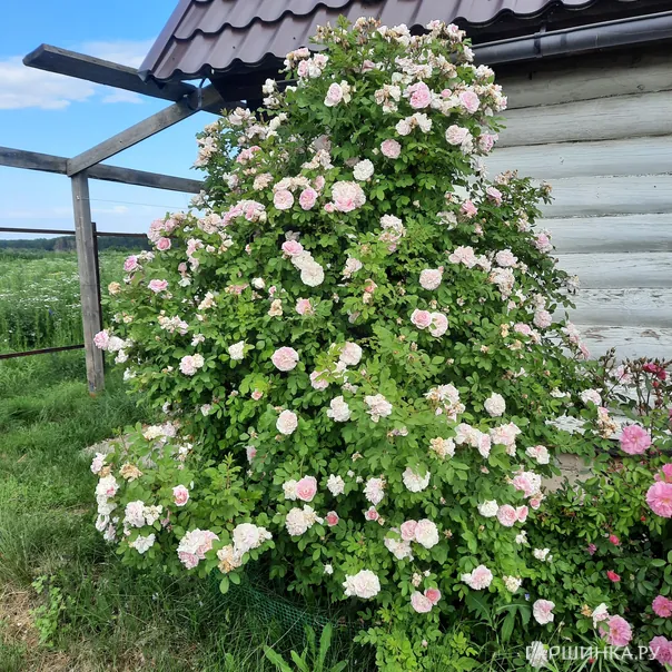 превью изображения отзыва