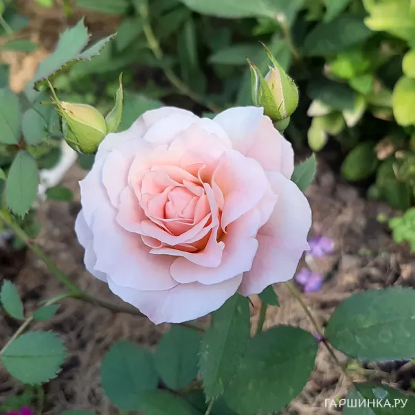 превью изображения отзыва