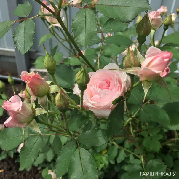 превью изображения отзыва