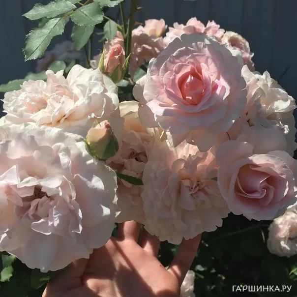 превью изображения отзыва