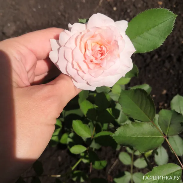 превью изображения отзыва