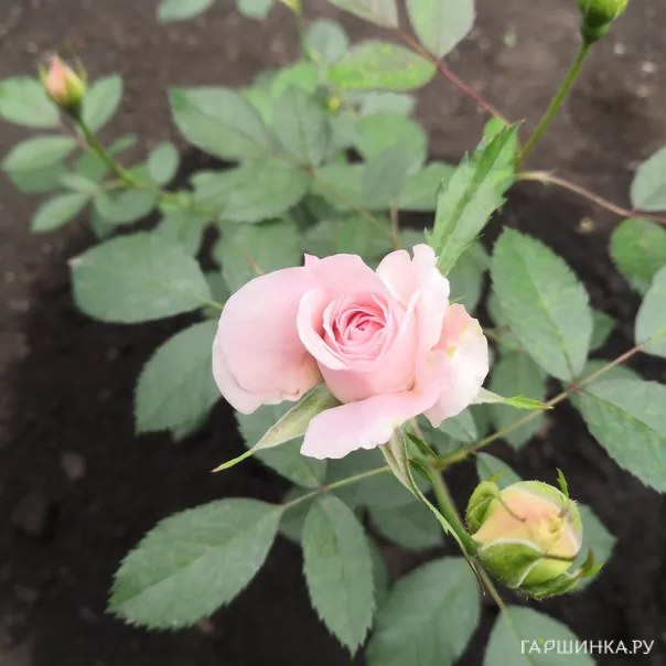 превью изображения отзыва