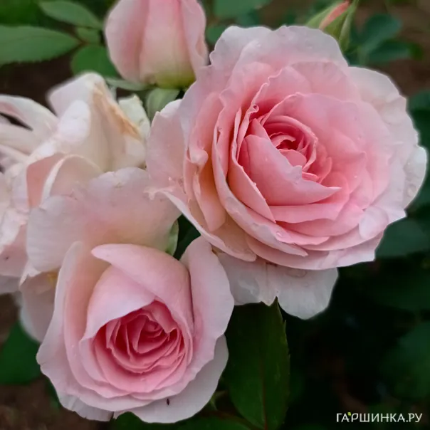 превью изображения отзыва