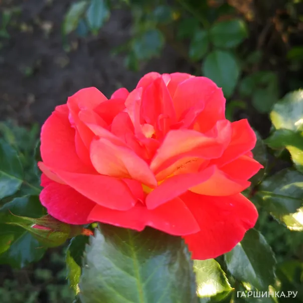 превью изображения отзыва