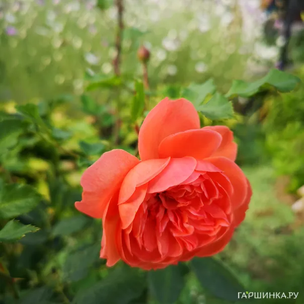 превью изображения отзыва