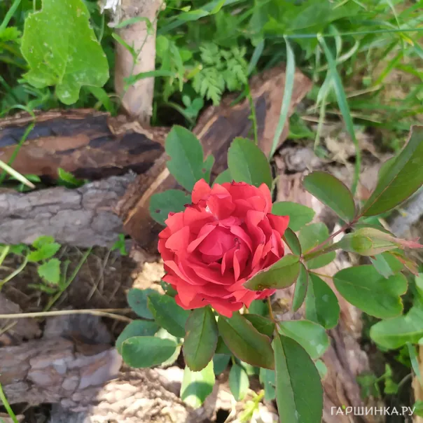 превью изображения отзыва