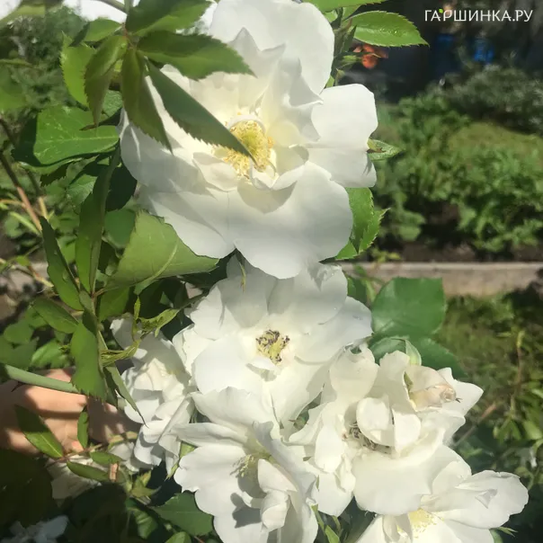 превью изображения отзыва