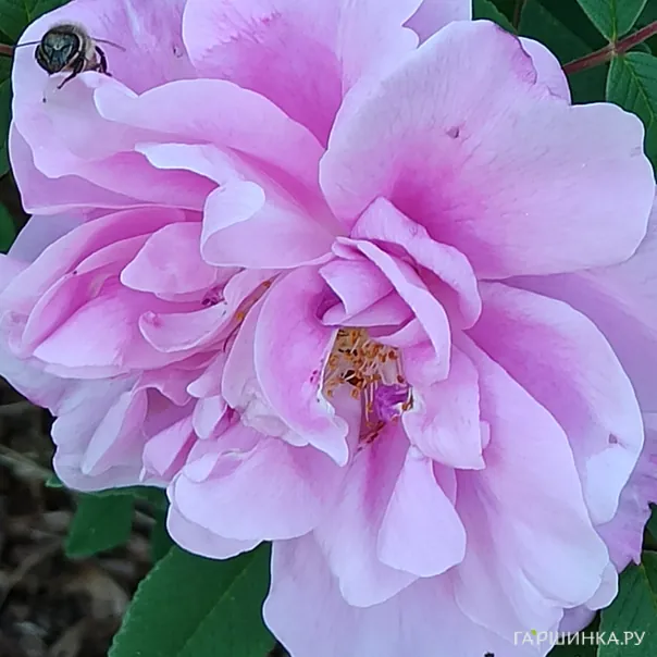 превью изображения отзыва