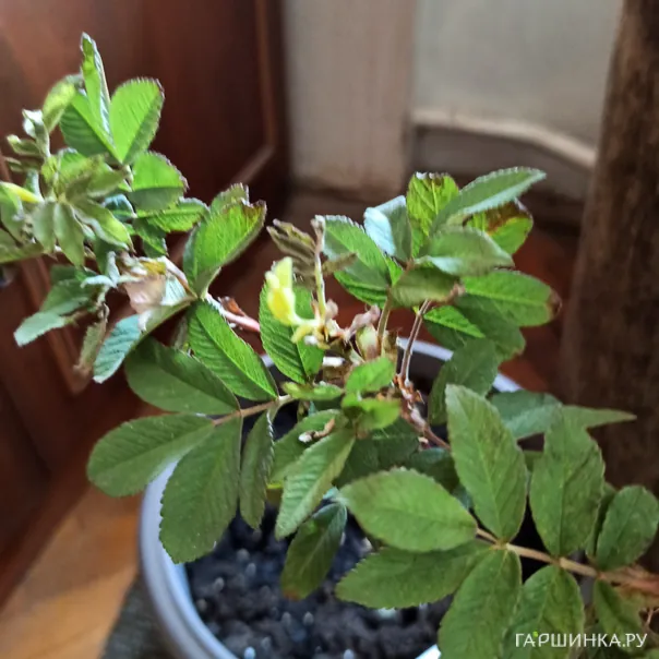 превью изображения отзыва