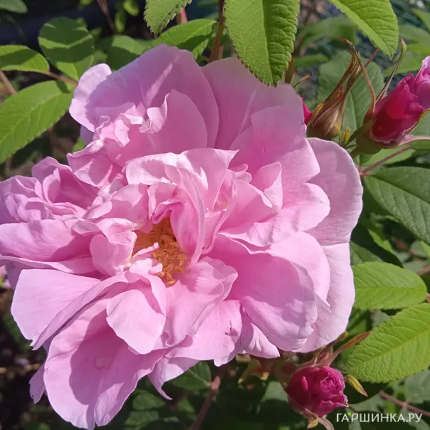 превью изображения отзыва