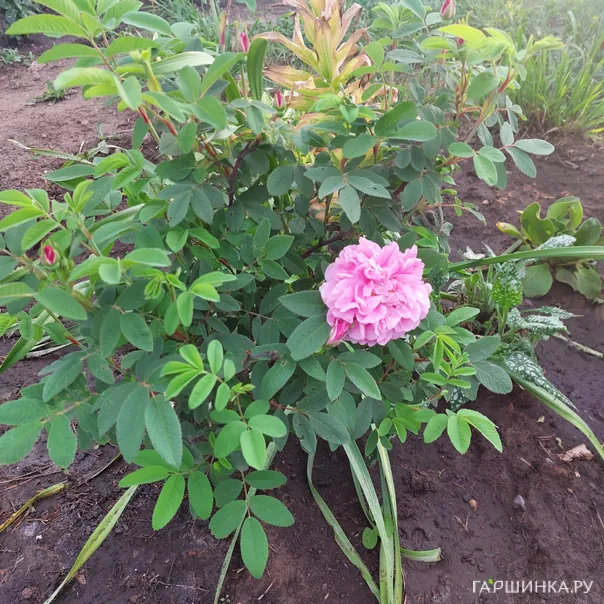 превью изображения отзыва