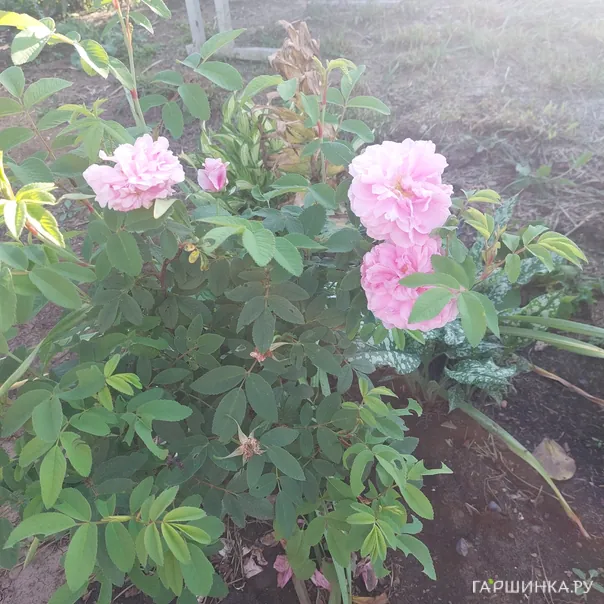 превью изображения отзыва