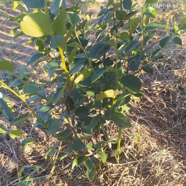 превью изображения отзыва