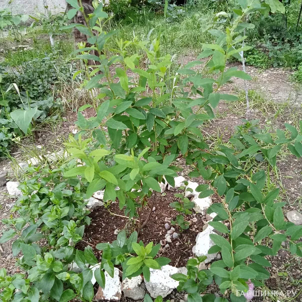 превью изображения отзыва