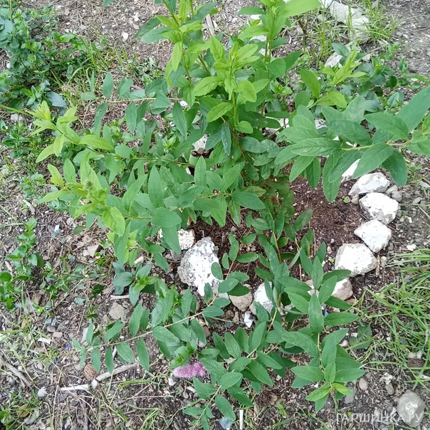 превью изображения отзыва