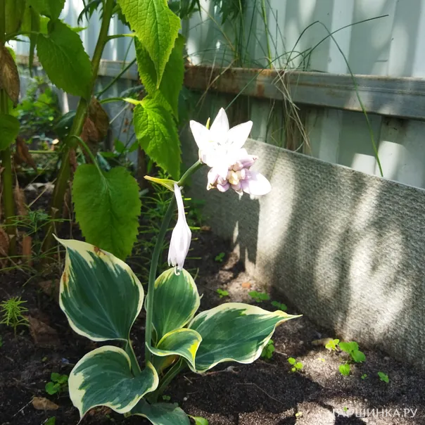 превью изображения отзыва