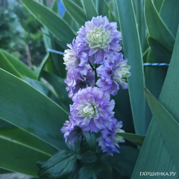 превью изображения отзыва