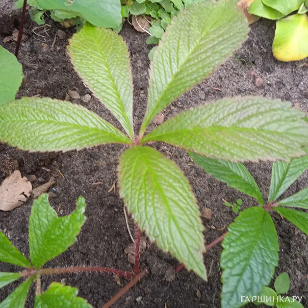 превью изображения отзыва