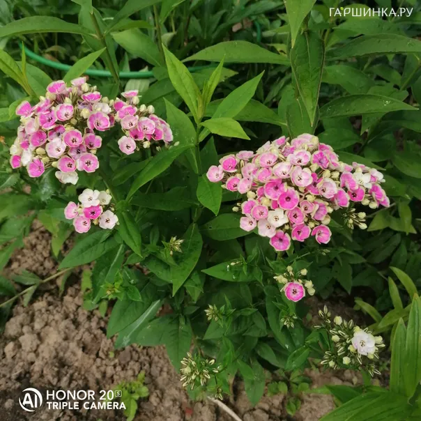 превью изображения отзыва