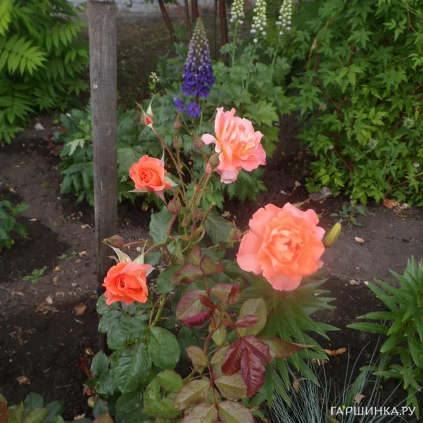 превью изображения отзыва