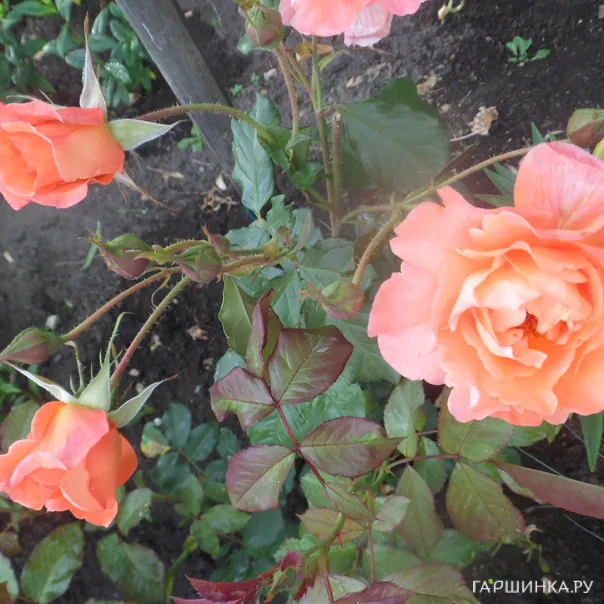 превью изображения отзыва