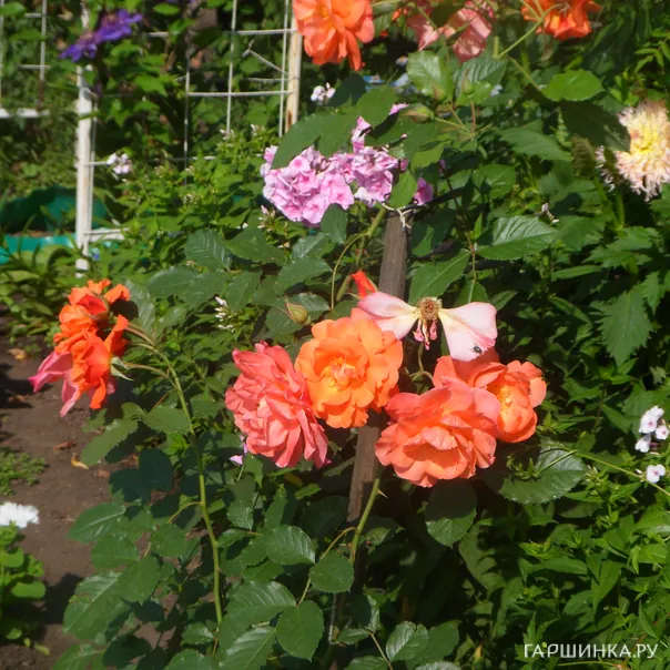 превью изображения отзыва