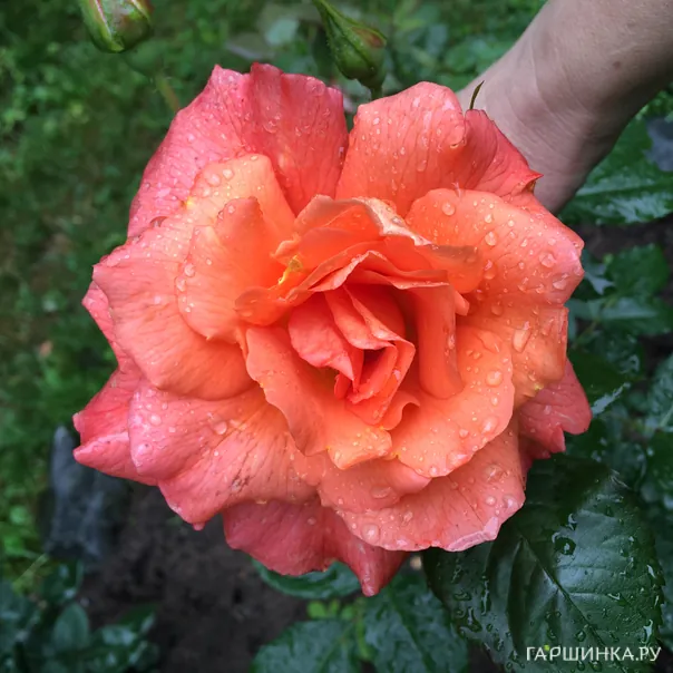 превью изображения отзыва