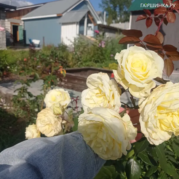 превью изображения отзыва