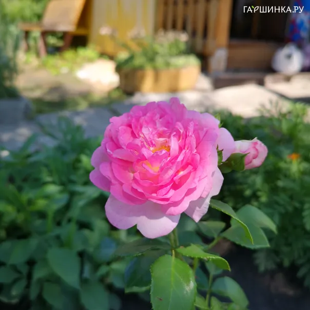 превью изображения отзыва