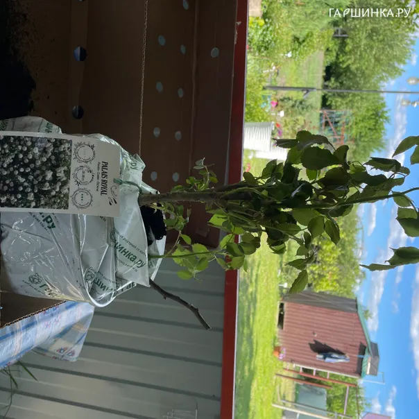 превью изображения отзыва