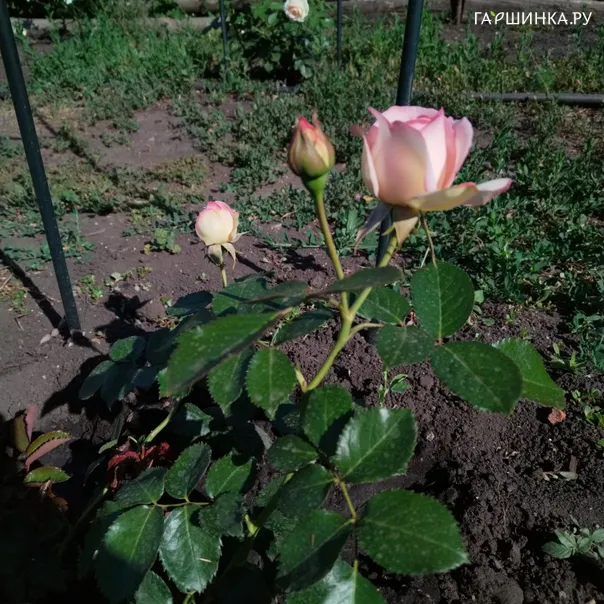 превью изображения отзыва
