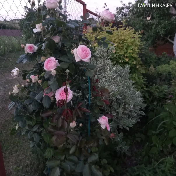 превью изображения отзыва