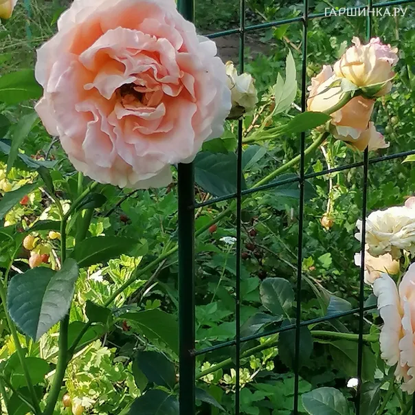 превью изображения отзыва