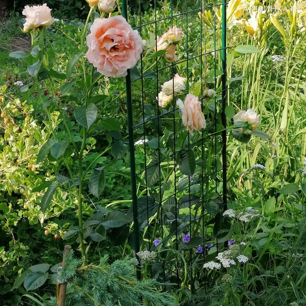 превью изображения отзыва