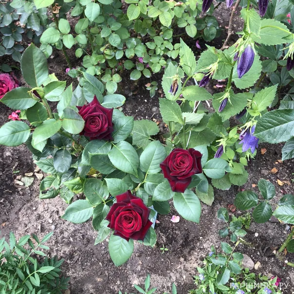 превью изображения отзыва