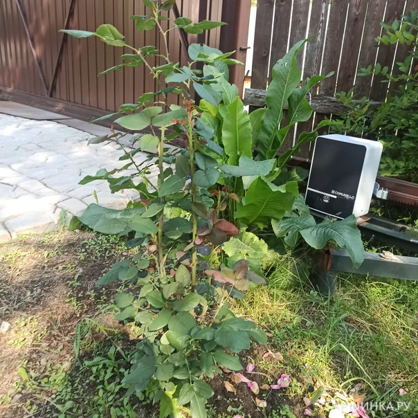 превью изображения отзыва