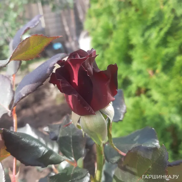 превью изображения отзыва