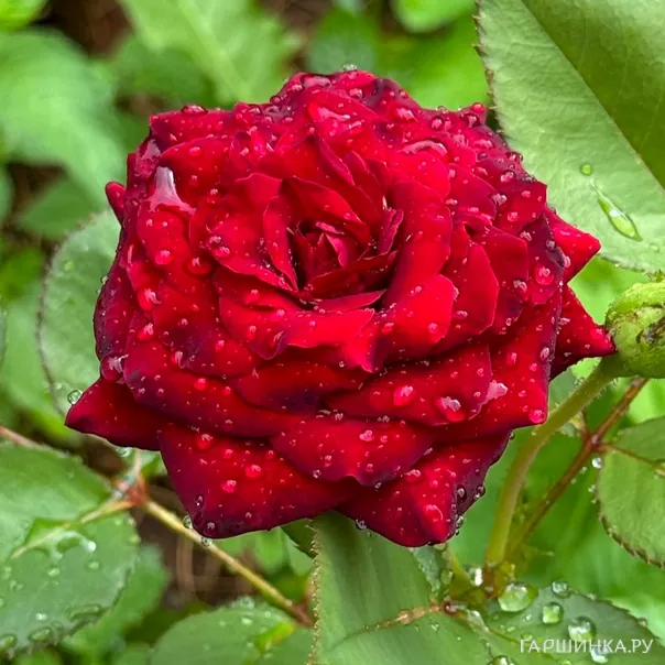 превью изображения отзыва