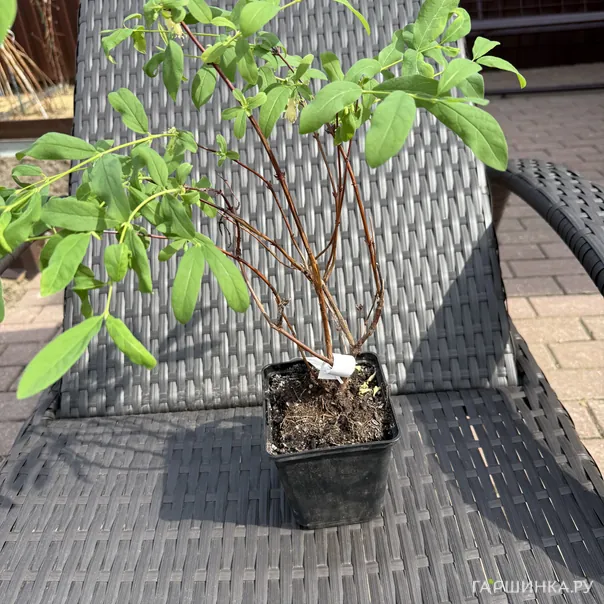 превью изображения отзыва