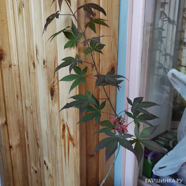 превью изображения отзыва