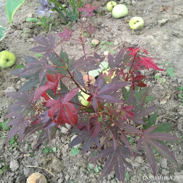 превью изображения отзыва