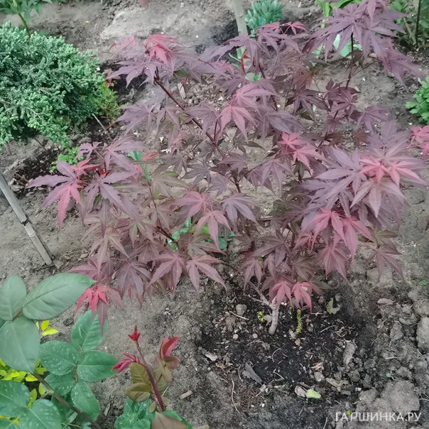 превью изображения отзыва