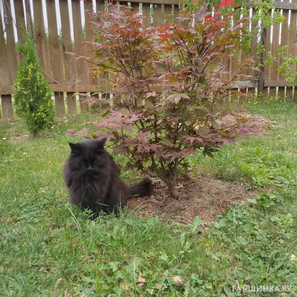 превью изображения отзыва