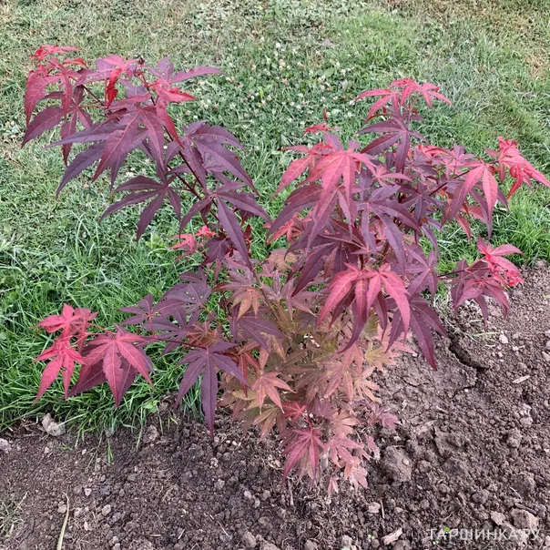 превью изображения отзыва