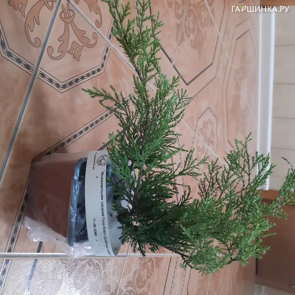 превью изображения отзыва