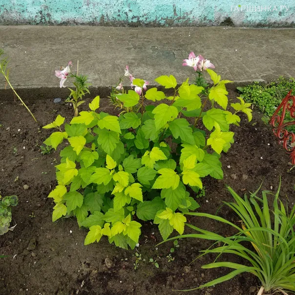 превью изображения отзыва